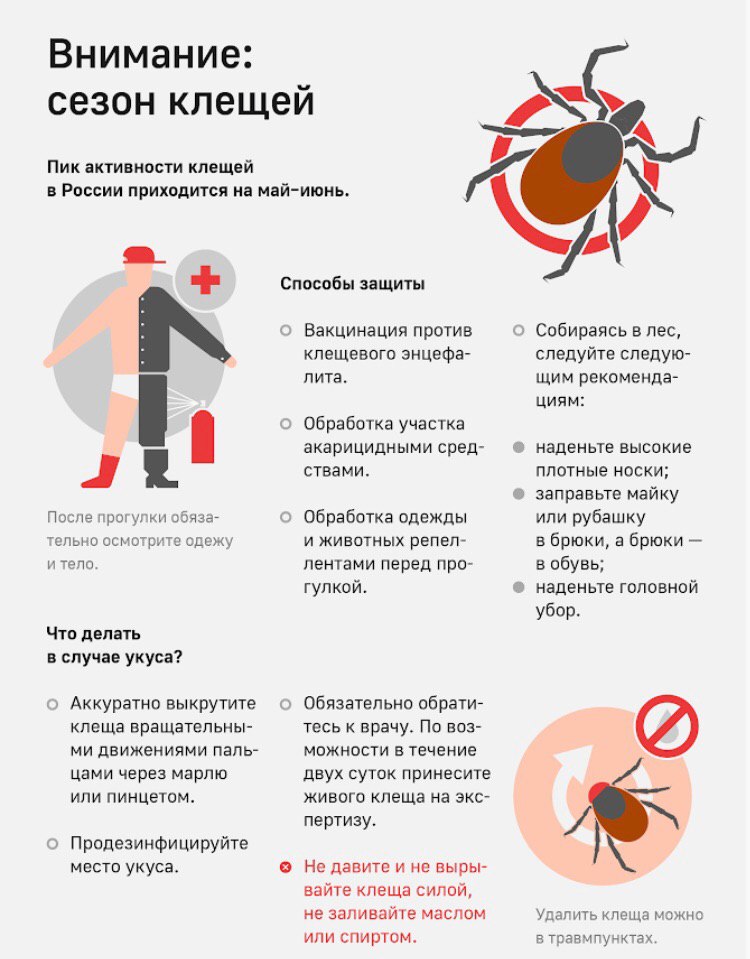Клещевой_энцефалит_1.JPG